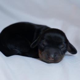 Virginia - Black and tan female Dachshund puppy in Memphis, Tennessee from Lone River Dachshunds