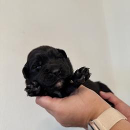 Sparkle - Black & white female Australian Shepherd puppy in Devine, Texas from Sun Kissed Aussies