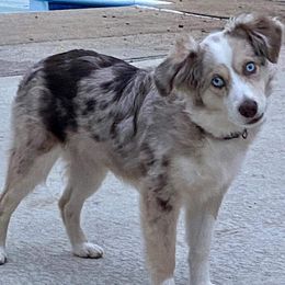 Miniature Australian Shepherds and Toy Australian Shepherds from Lowery’s Little Aussies