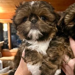 French Fry - Red and white male Shih Tzu puppy in Nekoosa, Wisconsin from Brox Acres House of Fur LLC
