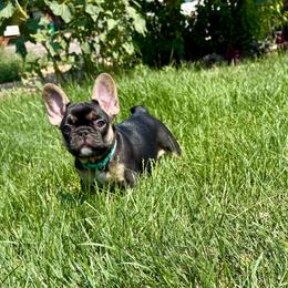Bloom - Black and tan female French Bulldog puppy in Greeley, Colorado from Mandy Moon French Bulldogs
