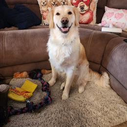Mabel - Golden Retriever