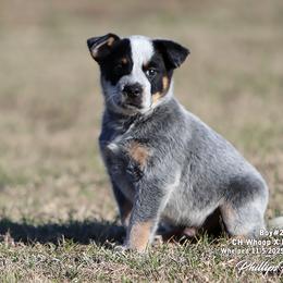 Charlie Boy 2 - Blue speckled male Australian Cattle Dog puppy in Point, Texas from Lakylu Kennels