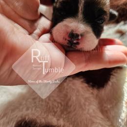 Girl 2 - White and tan female Russell Terrier puppy in Harvel, Illinois from Ruff and Tumble Russell Terriers