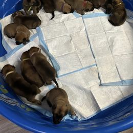 Belgian Malinois Puppies from ROSC K9