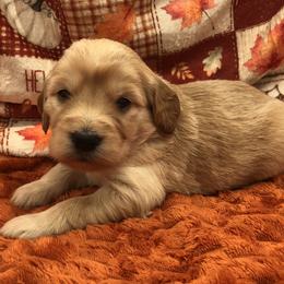 Yellow - Cream female Goldendoodle puppy in Medina, Ohio from Farmer Doodles