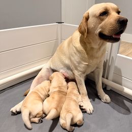 Labrador Retriever puppies from Kanaloa Labs