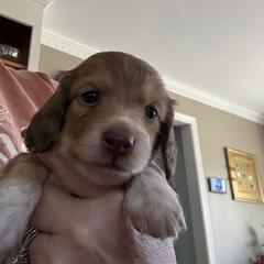 Peanut Butter - Piebald female Dachshund puppy in Easley, South Carolina from Castle Hill Doxies, LLC