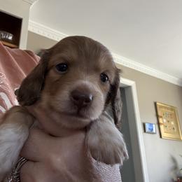 Peanut Butter - Piebald female Dachshund puppy in Easley, South Carolina from Castle Hill Doxies, LLC