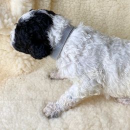 Poodle Puppies from Rosegold Poodles