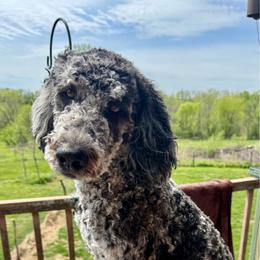 Maze - Bernedoodle