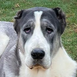Damon - Central Asian Shepherd Dog