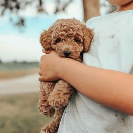 Willow - Apricot female Poodle puppy in Benton, Illinois from J & J Miniature Poodles