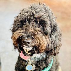 Abilene - Irish Doodle