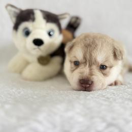 Truman (nickname) - Red and white male Siberian Husky puppy in Fairborn, Ohio from Haven of Free Spirits