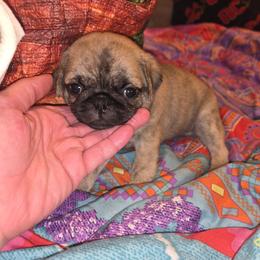 Bakugo - Silver male Pug puppy in Spokane, Washington from Kapelac's Royal Pugs
