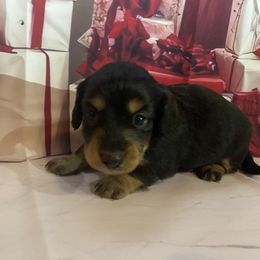 Girl 1 - Black and tan female Dachshund puppy in Stilwell, Oklahoma from Bidding Creek Dachshunds