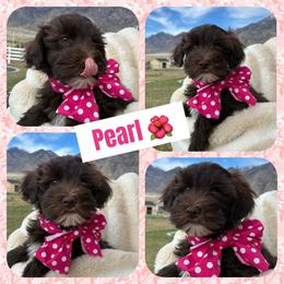 Pearl - Brown female Whoodle puppy in Rocky Ridge, Utah from Miniature Whoodles & Wheaten terriers Utah