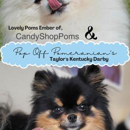 Pomeranian puppies from Pop Off Pomeranians