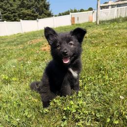 Java - female Nenets Herding Laika puppy in Rockville, Maryland from Skais the Limit