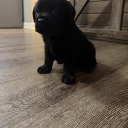 Green - Black male Labrador Retriever puppy in Ruth, Mississippi from Red White & True Labradors