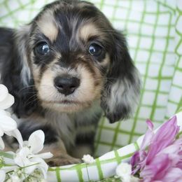 Dachshund Puppies from Dreamheart Dachshunds