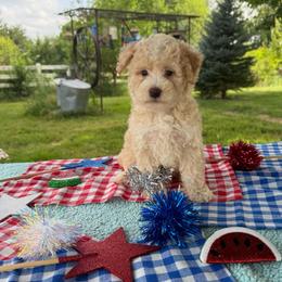 Hank - Apricot male Aussiedoodle puppy in Hopkins, Missouri from Mowry Creek Mini Aussiedoodles and More