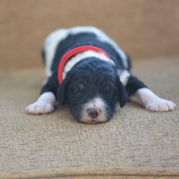 Red collar male - Black and white male Bernedoodle puppy in Scottsboro, Alabama from Dixie Land Doodles