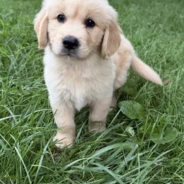 Brick - Golden male Golden Retriever puppy in Lynn, Indiana from Four Seasons