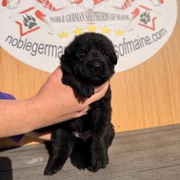 Black female - Black female German Shepherd puppy in Hollis Center, Maine from Noble German Shepherds of Maine