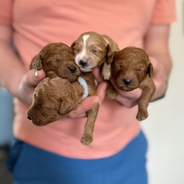 Cavapoo puppies from Jorden’s Cavapoo’s