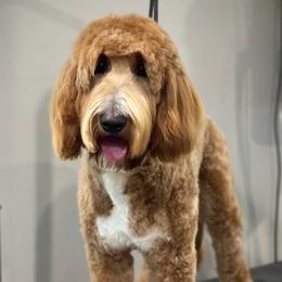 Lily - Goldendoodle