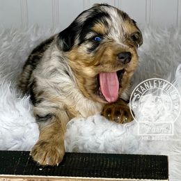 Girl 1 - Miniature Australian Shepherd puppy in Buchanan, Georgia from Stanleyville Farm Mini Aussies