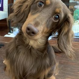 Dachshund Puppies from MyGaDachs