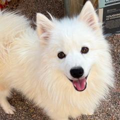  - American Eskimo Dog