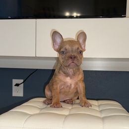 Fairy - Fawn and white female French Bulldog puppy in Alexandria, Virginia from Boss Lady Kennel
