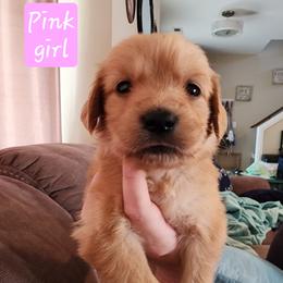 Pink girl - Dark golden female Golden Retriever puppy in Post Falls, Idaho from River Heights Golden Retrievers