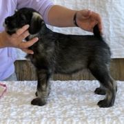 Australian Terriers and Standard Schnauzers from CopperTop Australian Terriers