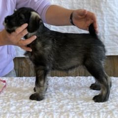 Australian Terriers and Standard Schnauzers from CopperTop Australian Terriers