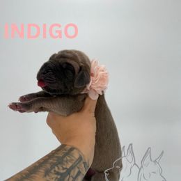 Indigo - Fawn female Great Dane puppy in Michigan from Ohana Great Danes of Michigan