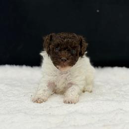 Darla - Parti female Poodle puppy in Nashville, Arkansas from Cuddles n Curls
