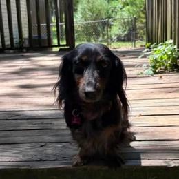 Loki - Dachshund