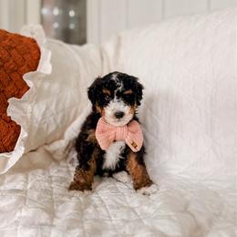 Bonifacio - Tri-color male Bernedoodle puppy in Cold Spring, Minnesota from A.N.A. Doodles