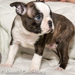 Boston Terrier Puppies from Canterbury Tails Boston Terriers