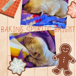 Female 6 - Yellow female Labrador Retriever puppy in Lyman, Nebraska from Ruzicka Family Labradors LLC