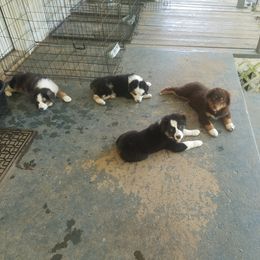 Australian Shepherd Puppies from Covenant View Farm Australian Shepherds