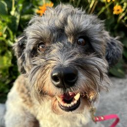 Tank - Coton de Tulear