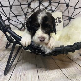 Aussiedoodle, Cockapoo, Goldendoodle, Poodle, Sheepadoodle, and Springerdoodle Puppies from Two Creeks Farm Poodles & Doodles