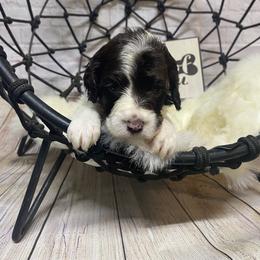 Aussiedoodle, Cockapoo, Goldendoodle, Poodle, Sheepadoodle, and Springerdoodle Puppies from Two Creeks Farm Poodles & Doodles
