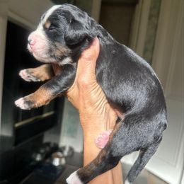 Boy 4 - Tri-color male Bernedoodle puppy in Royse City, Texas from Platinum Bernedoodles of Texas